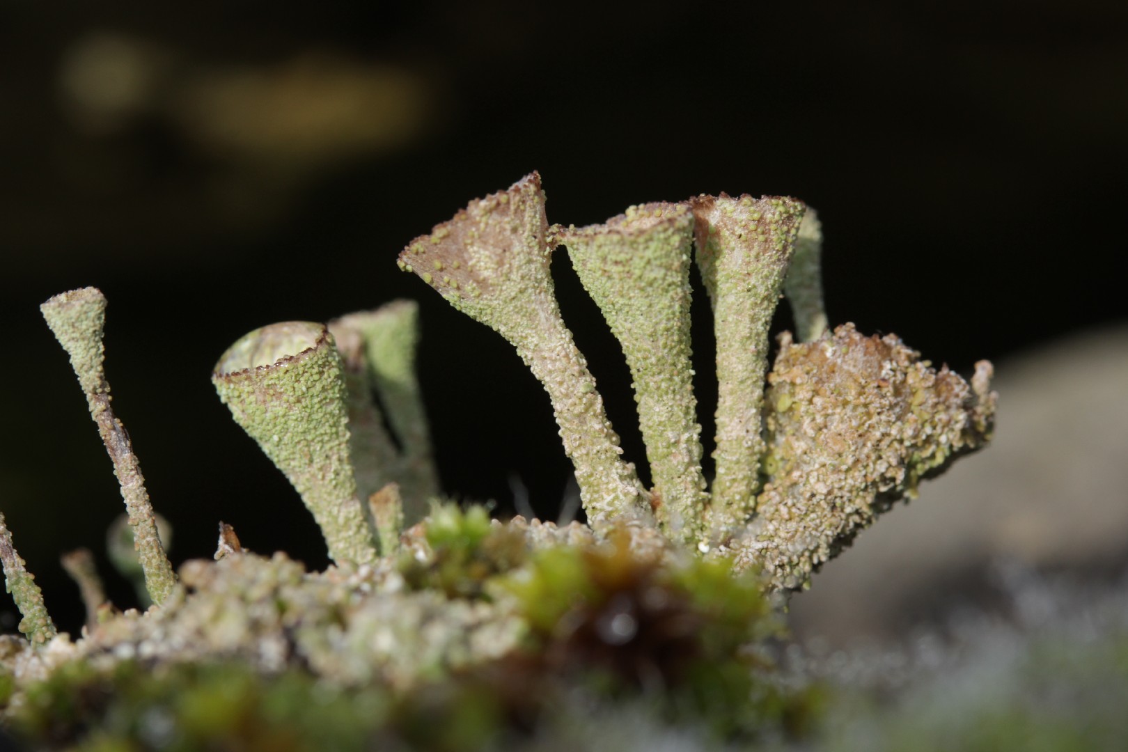 Trumpet cup lichen (Cladonia fimbriata)
