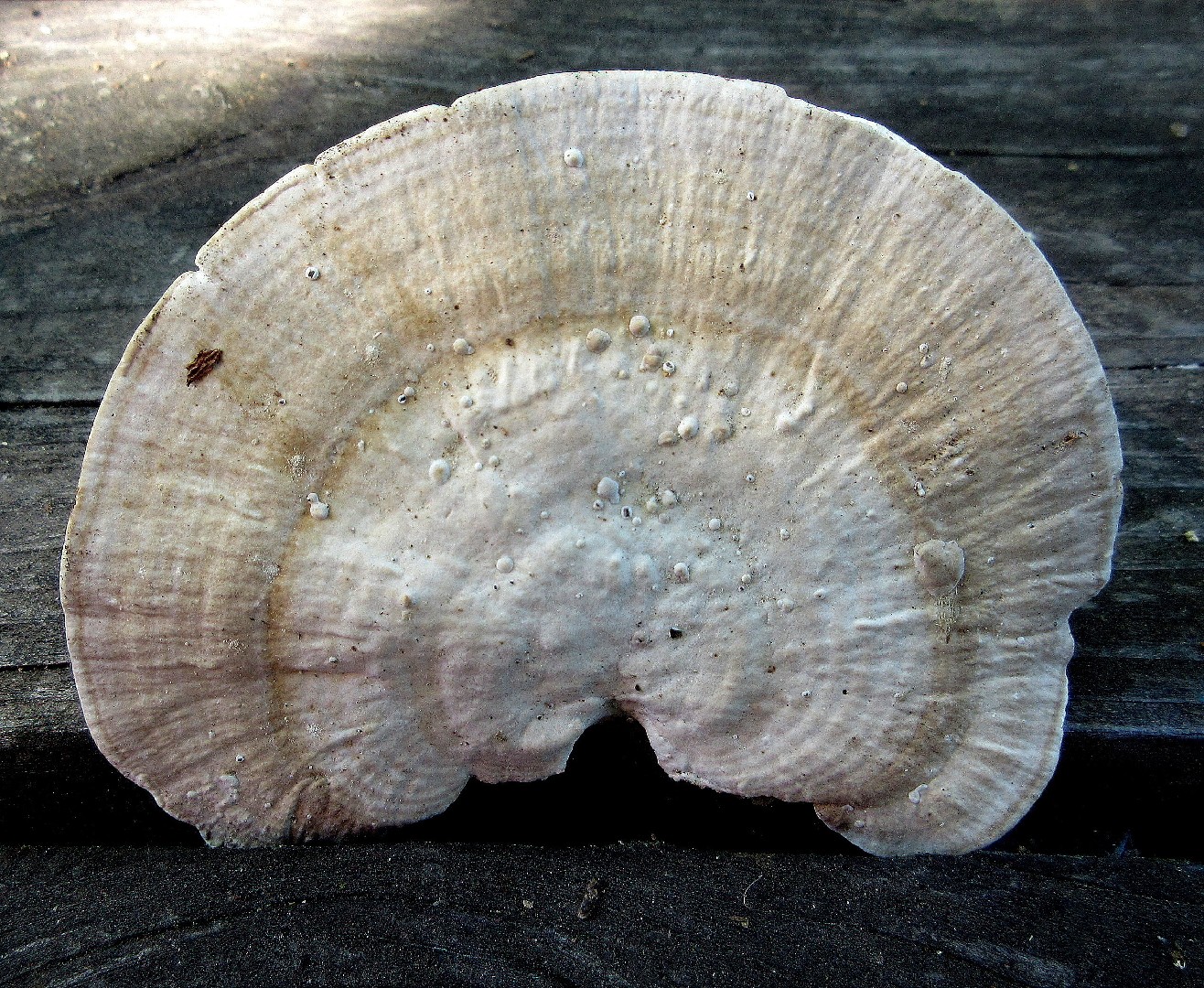 흰융털구름버섯 (Trametes pubescens)