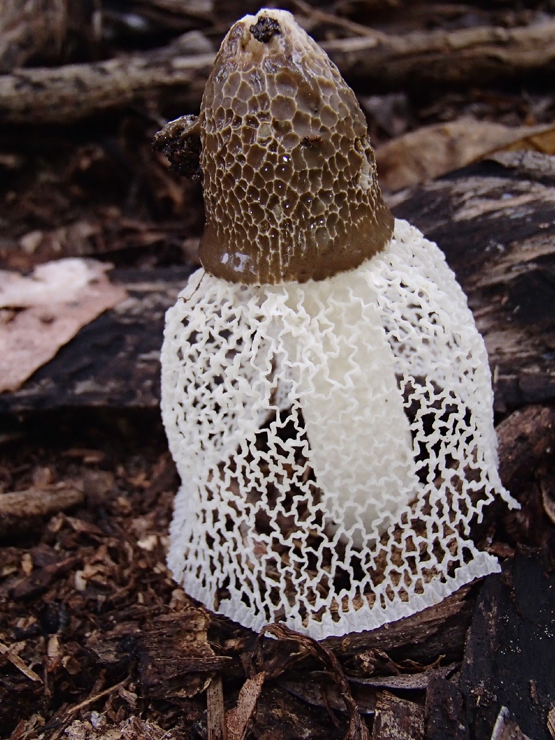 Bridal veil stinkhorn (Phallus indusiatus)