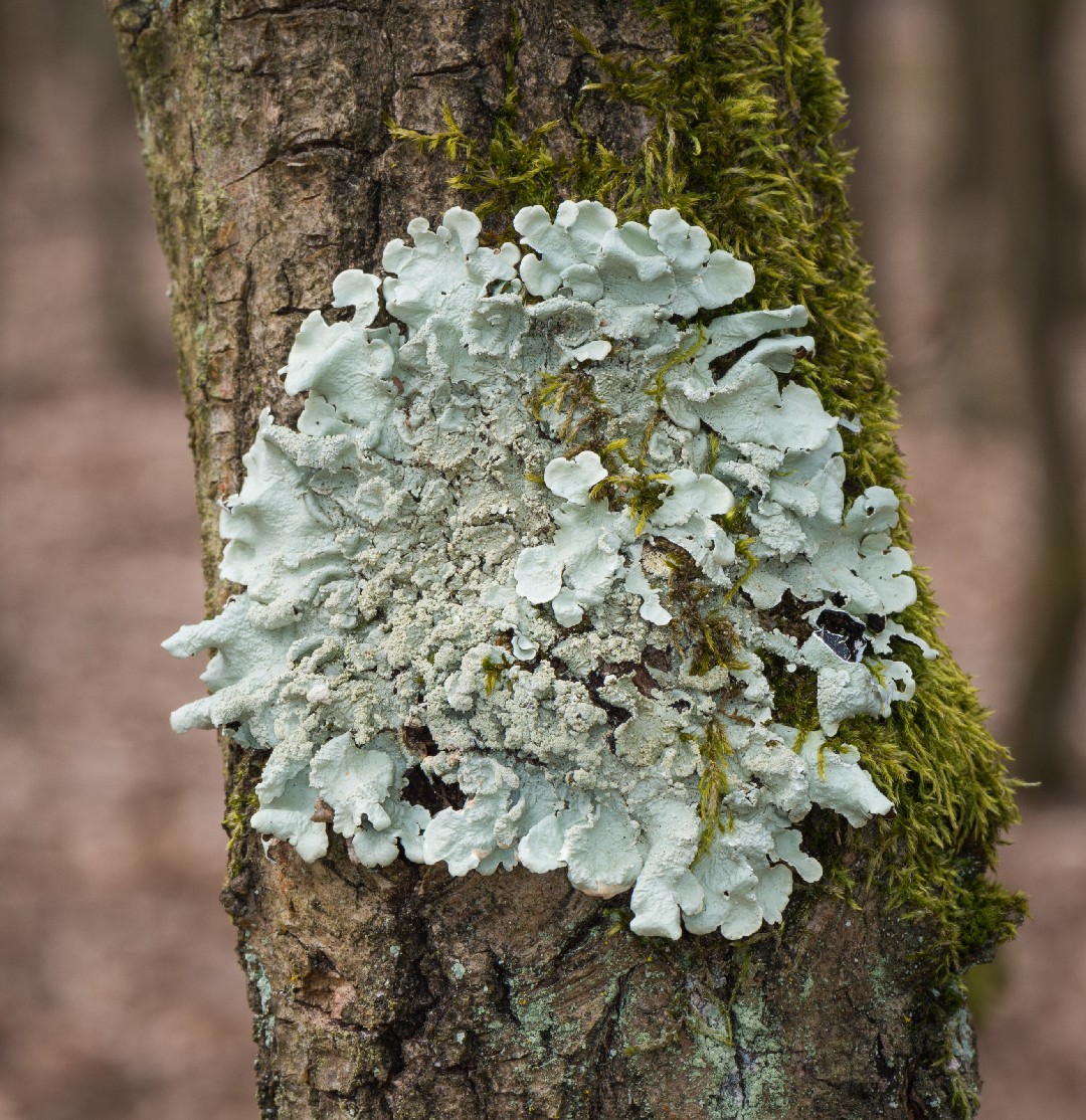 Common greenshield lichen