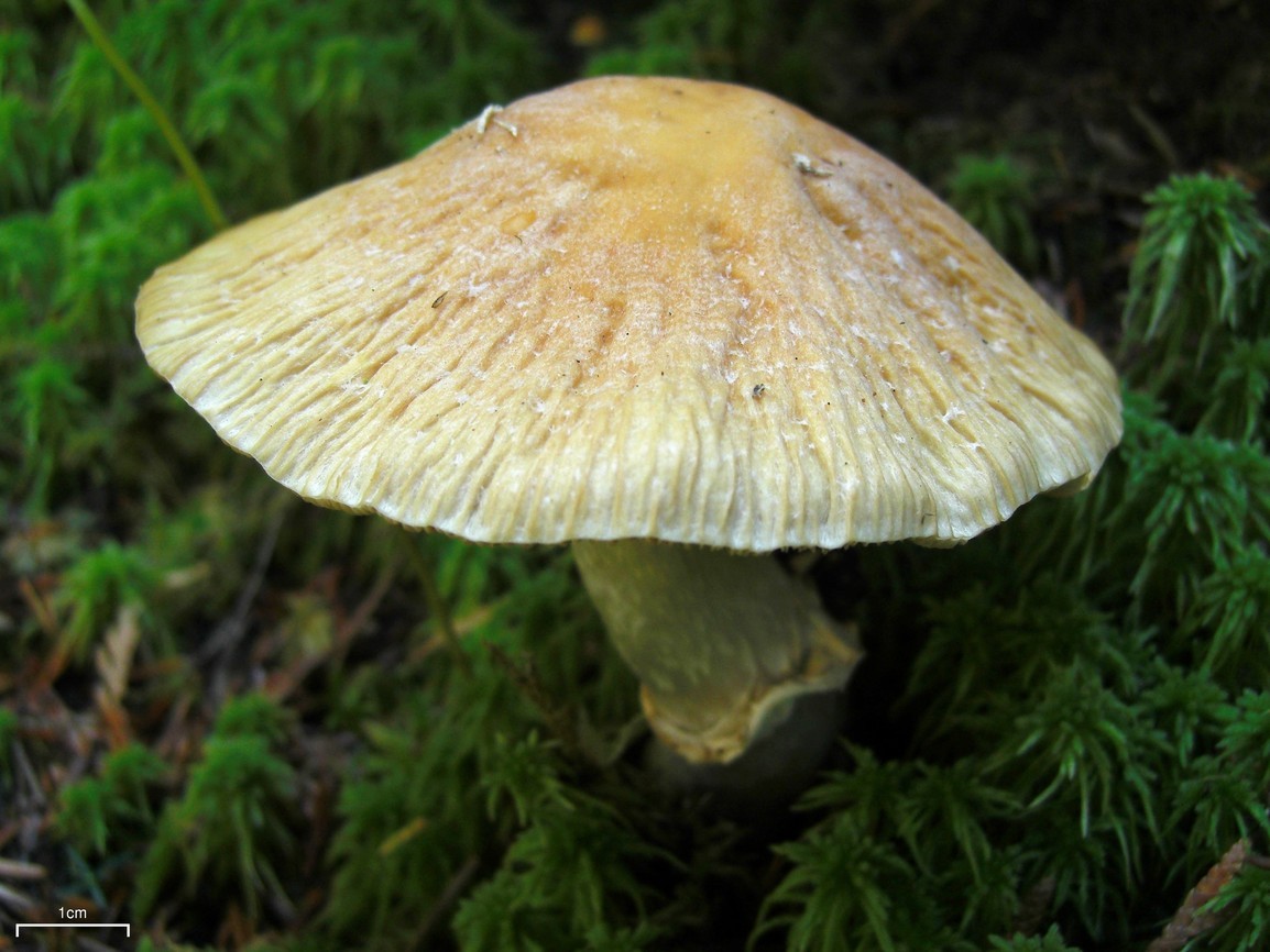 Gypsy mushroom