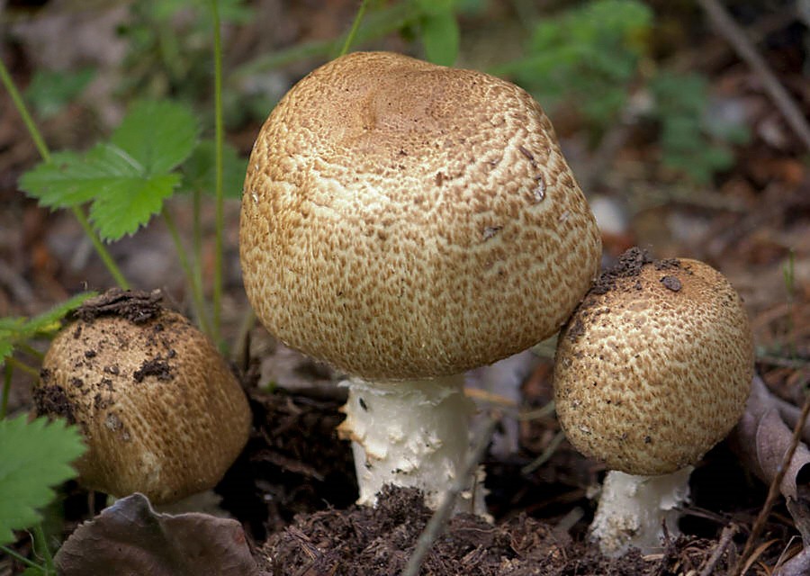 Agaric auguste (Agaricus augustus)