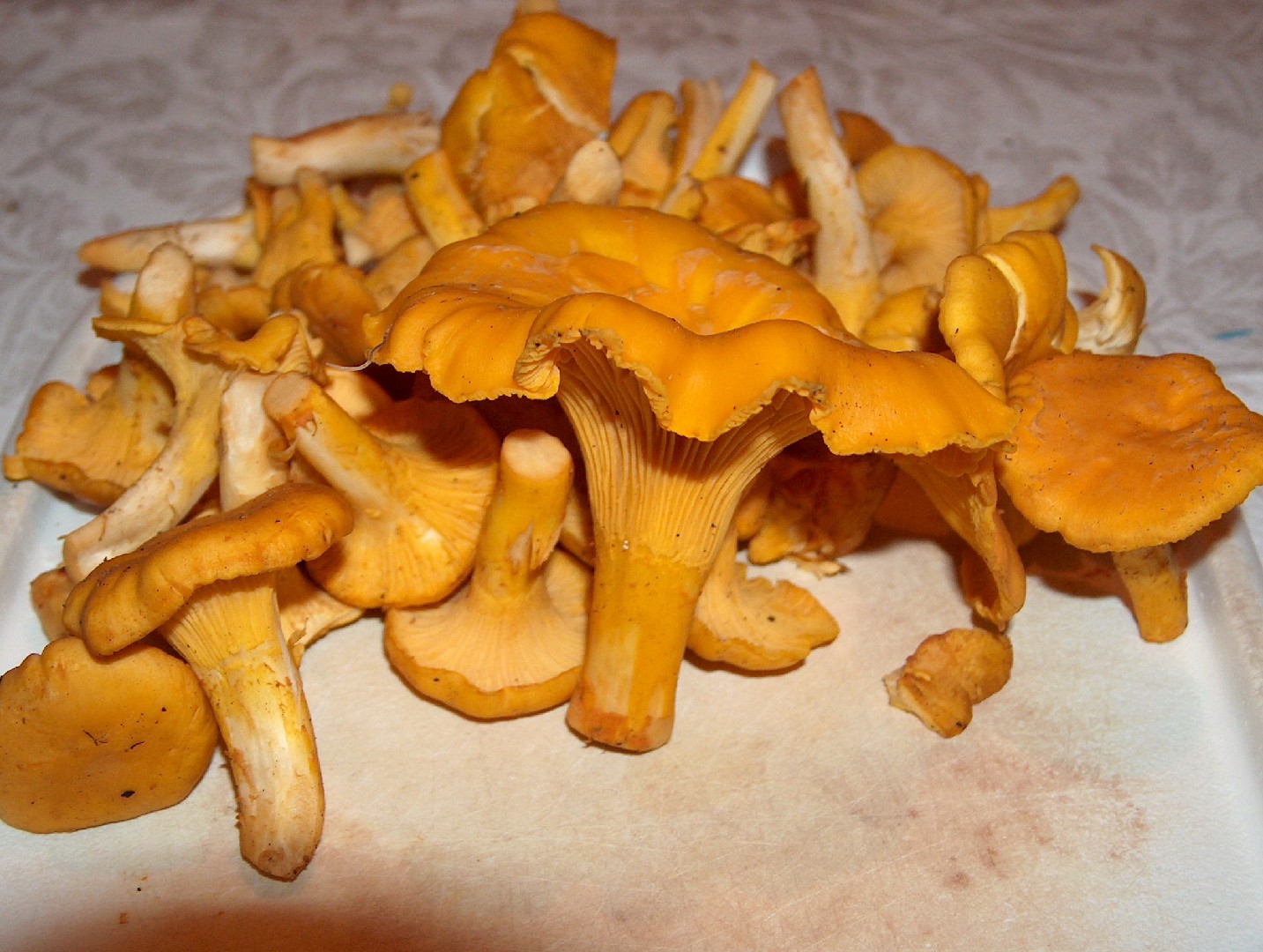 Golden chanterelle (Cantharellus cibarius)