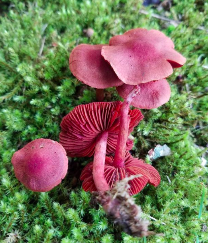 Bloodred webcap (Cortinarius sanguineus)
