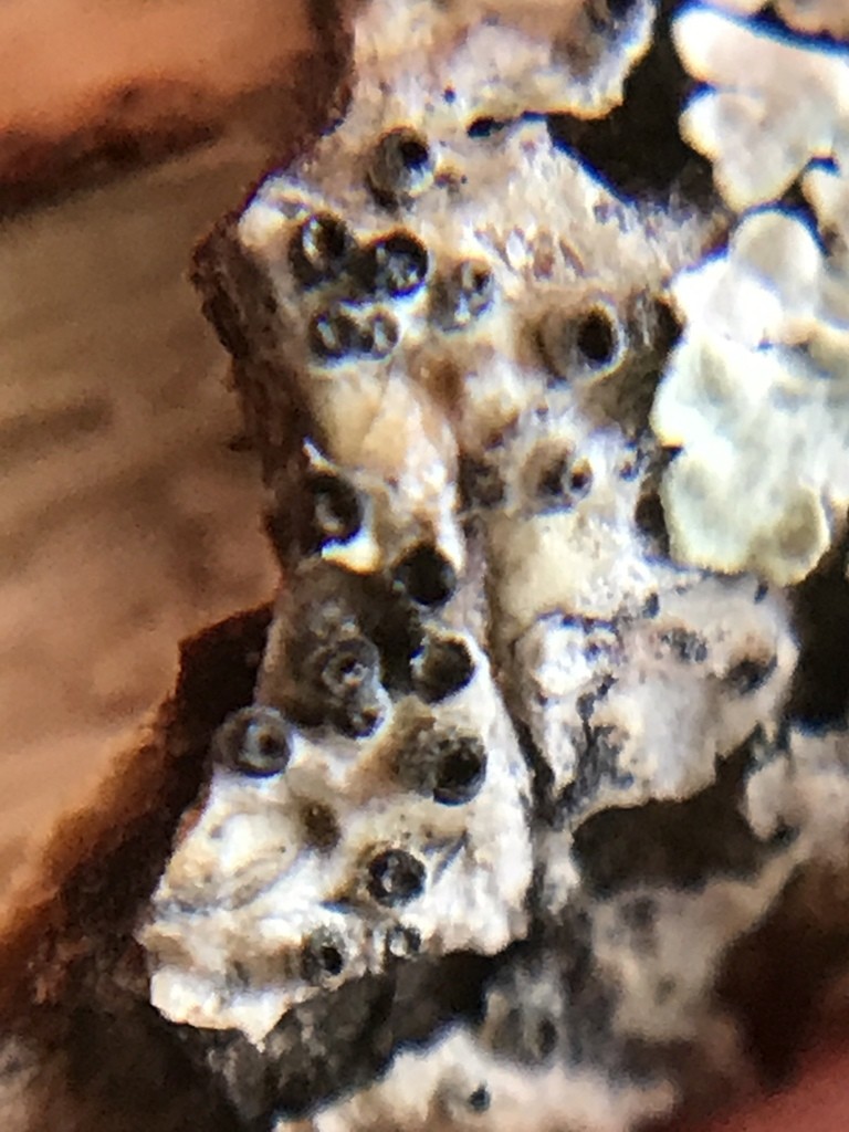 Glyphis scyphulifera