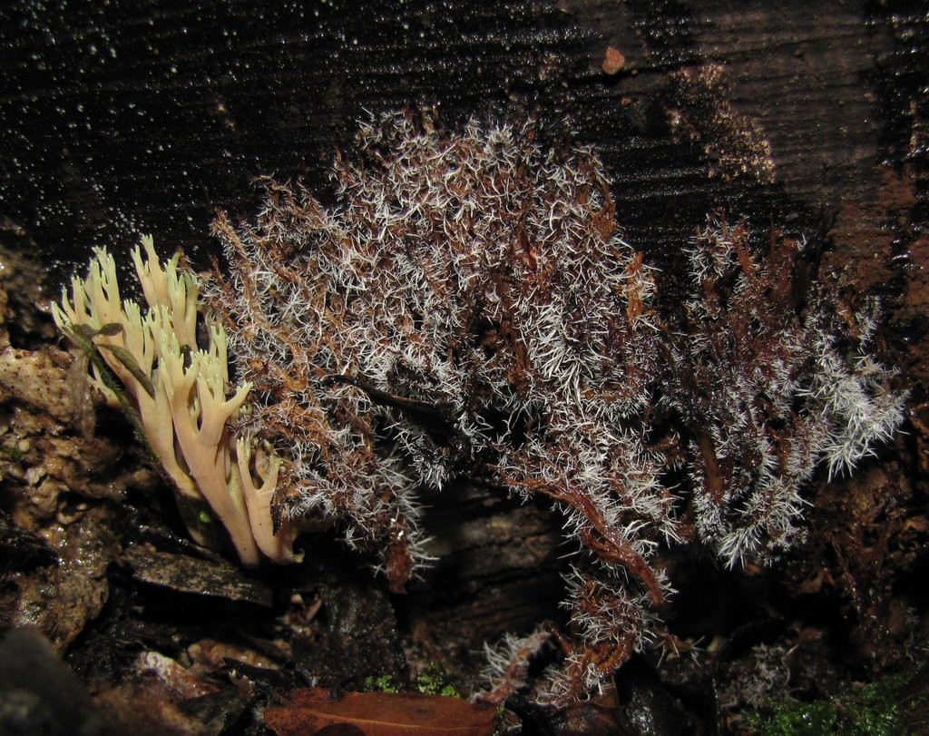 Kaktuspilz (Tilachlidium brachiatum)
