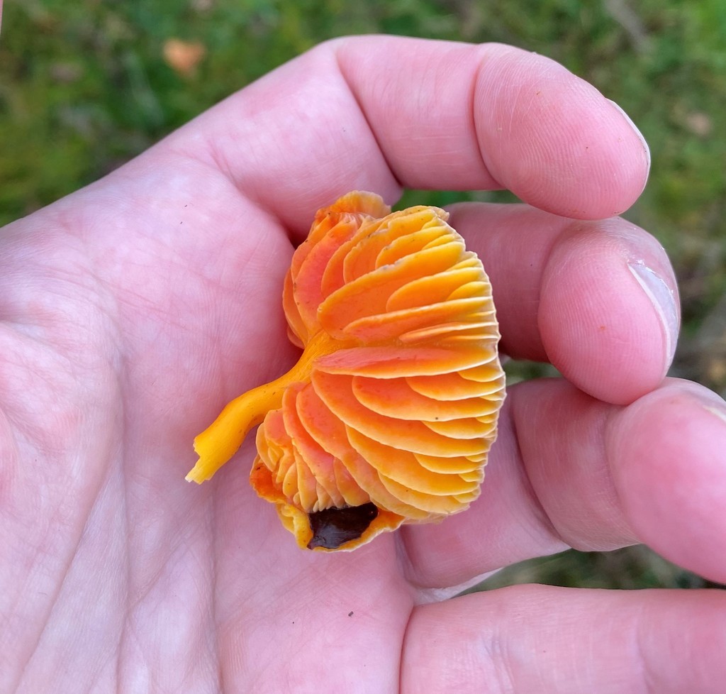 Oily waxcap