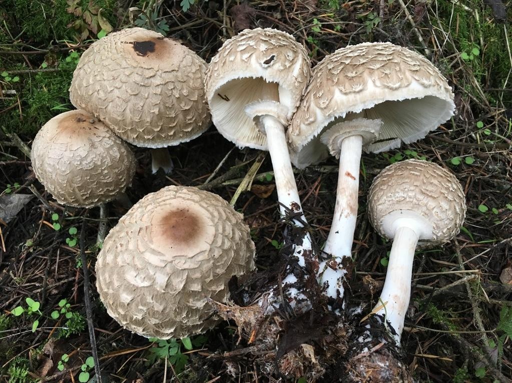 Гриб-зонтик Оливье (Chlorophyllum olivieri) - Picture Mushroom