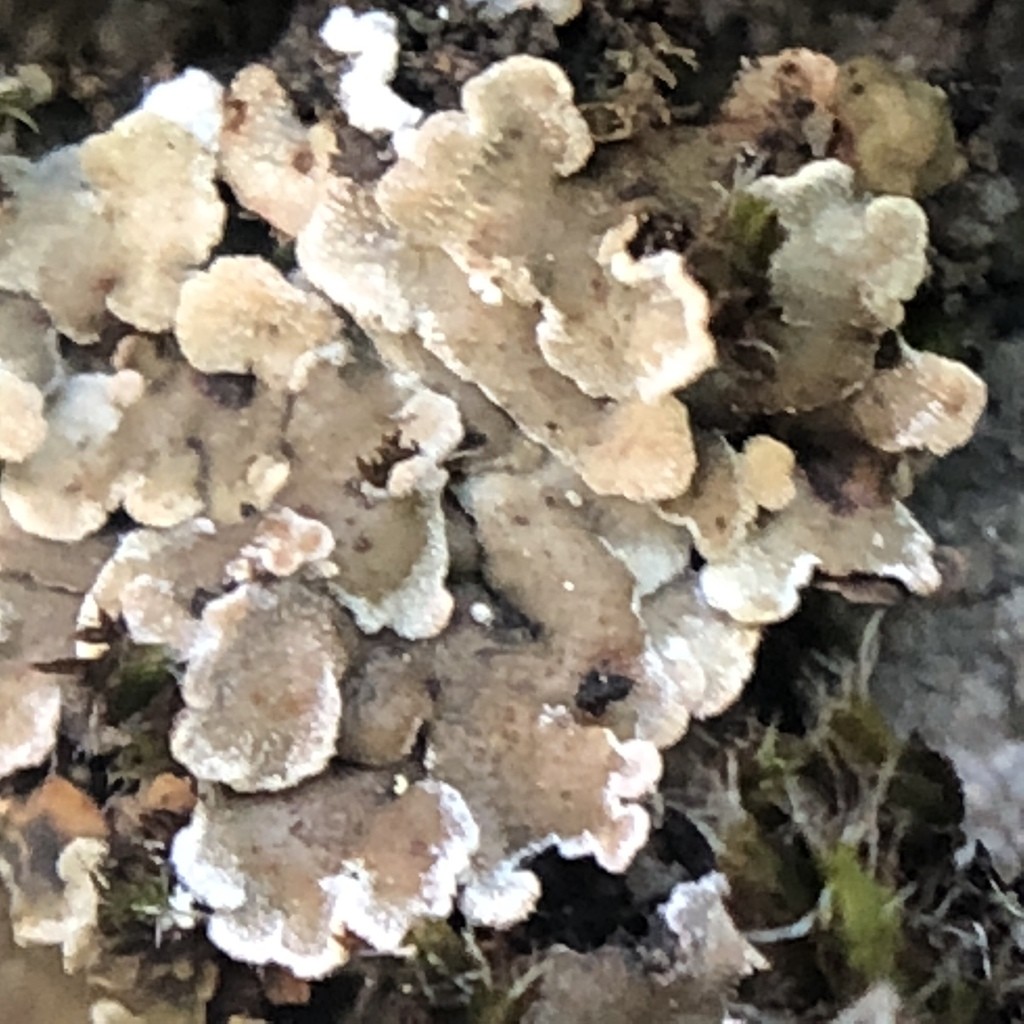 Butterfly scale lichen (Psora nipponica)