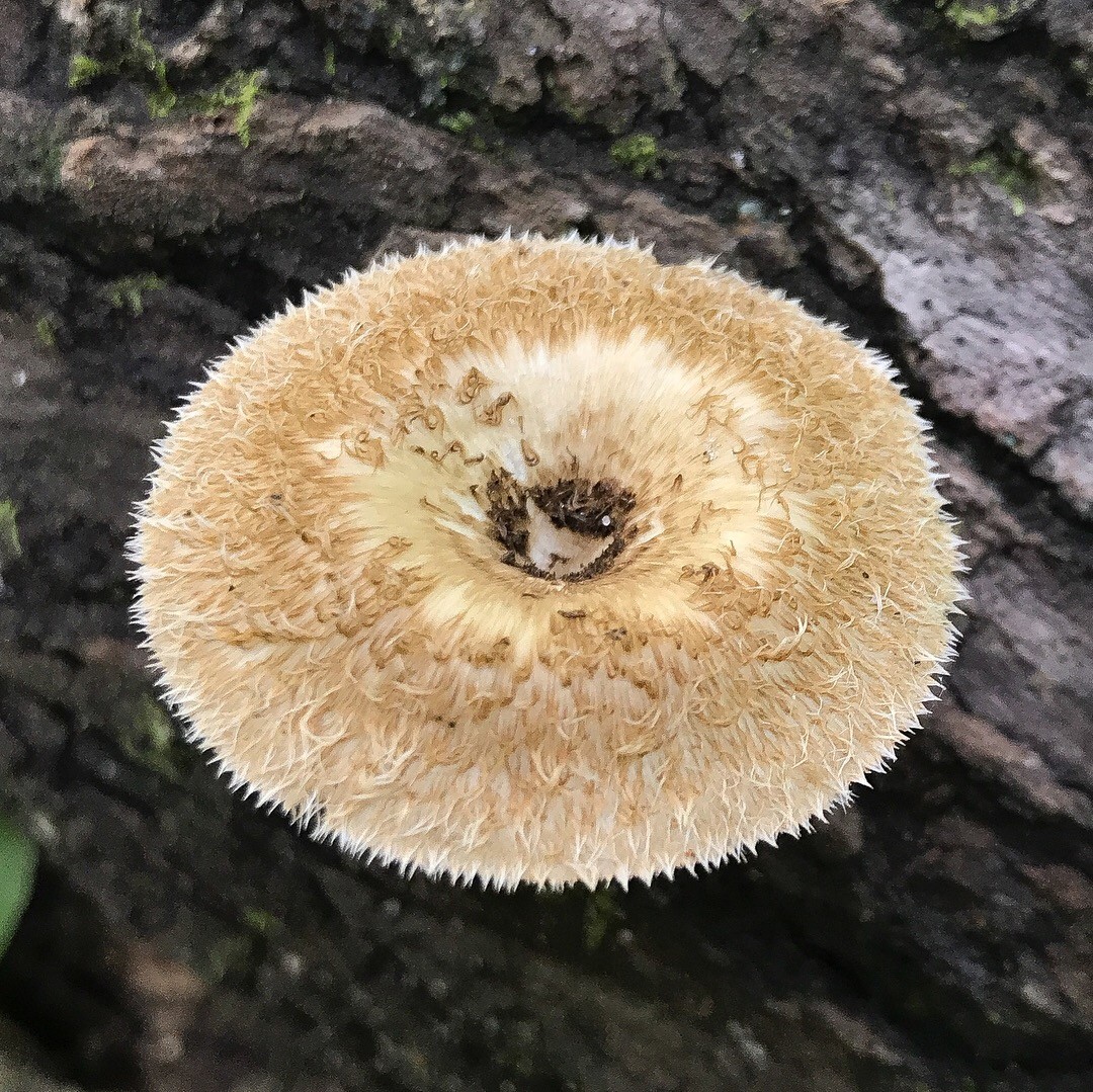 Pequenos cogumelos Lentinus sp. 