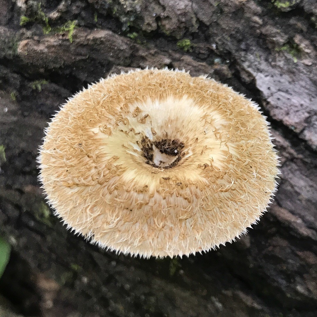 Трутовик волосатый (Lentinus crinitus) - Picture Mushroom