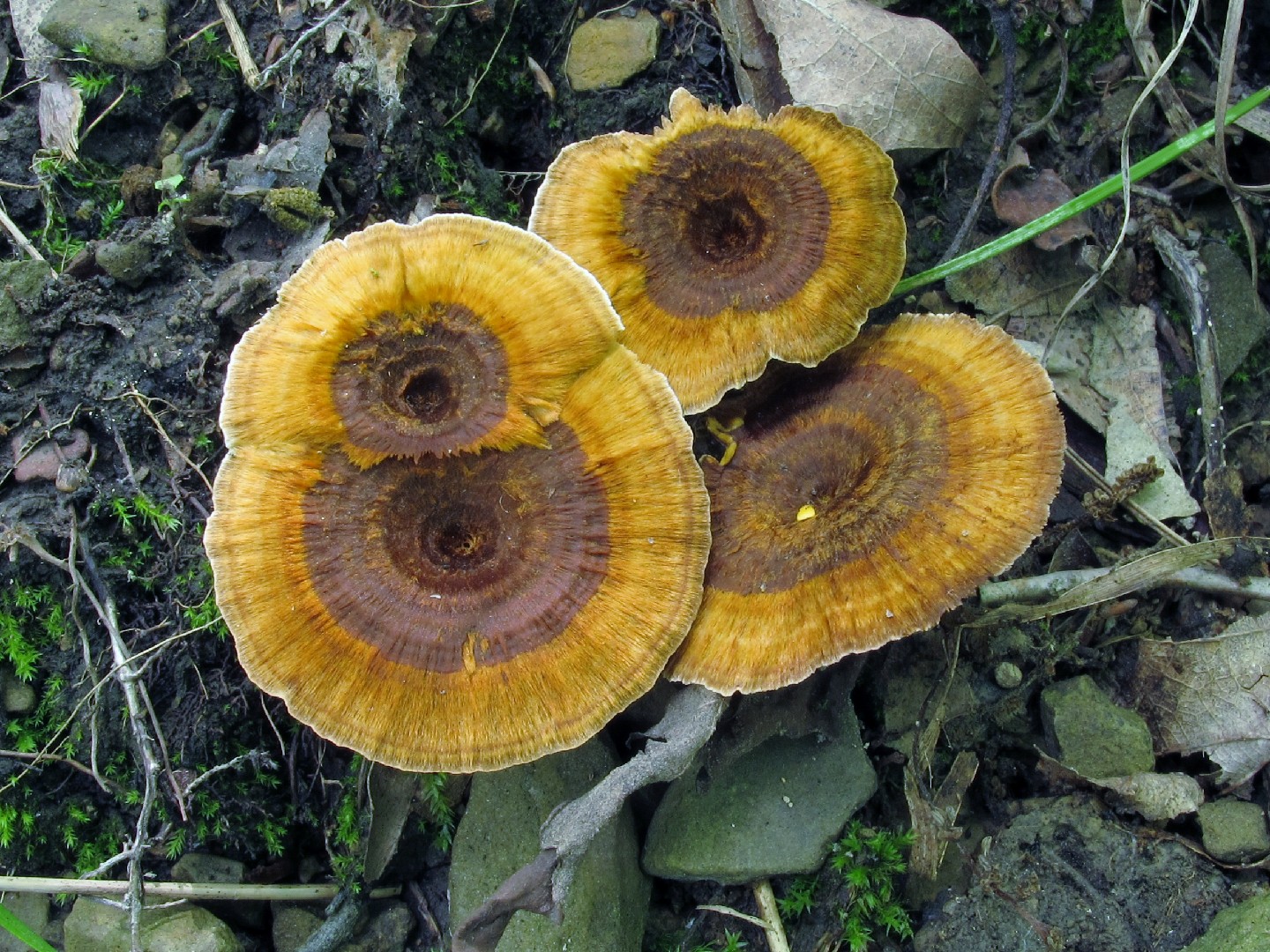톱니겨우살이버섯 (Coltricia cinnamomea)
