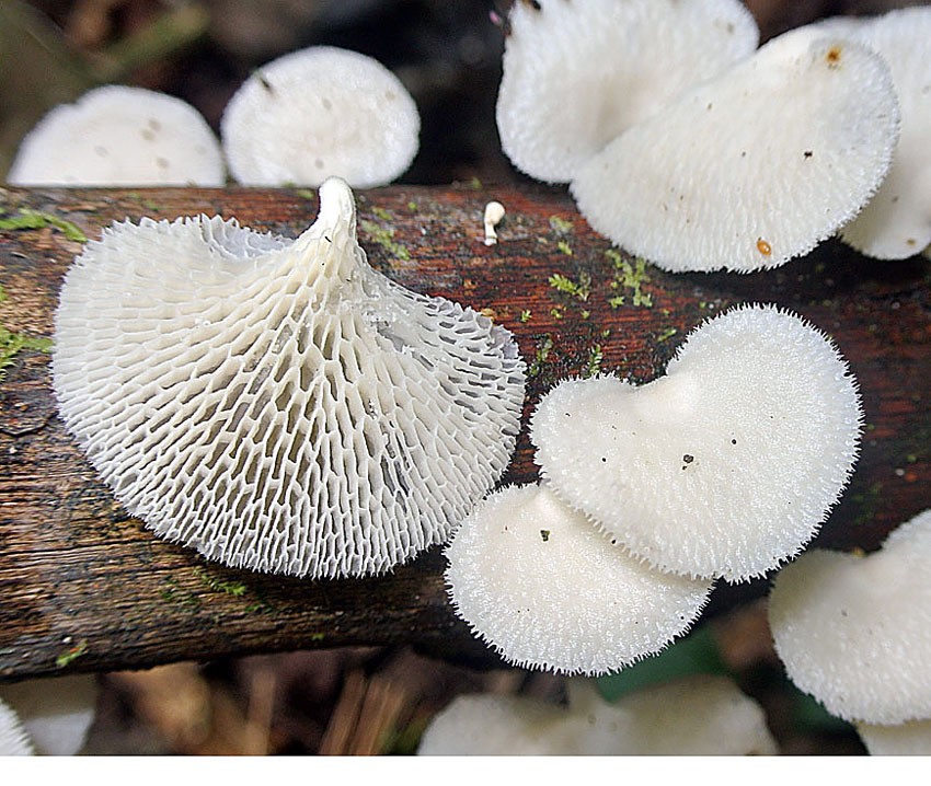 Honeycomb fungus (Favolus)