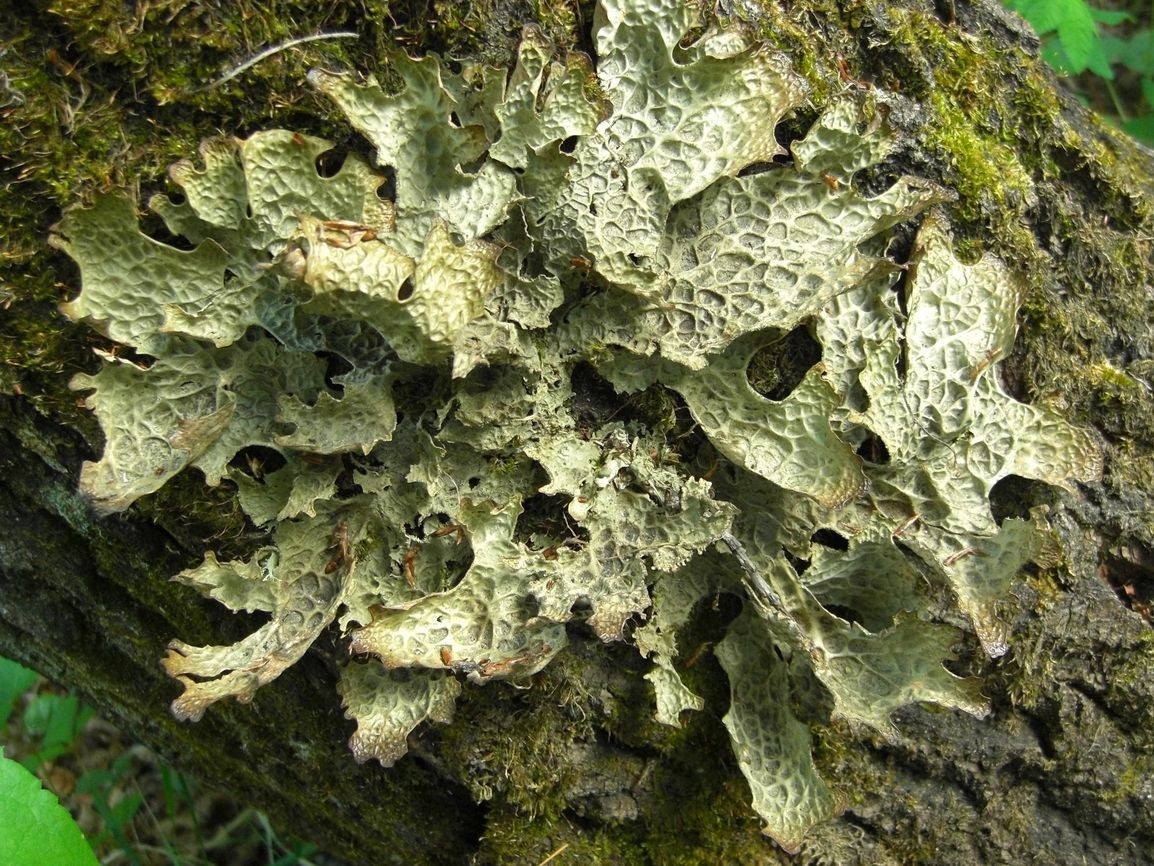Tree lungwort