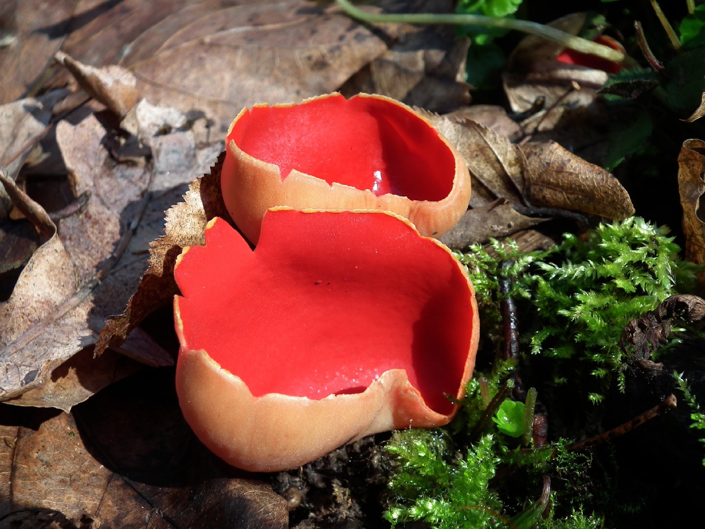 Scarlet cup (Sarcoscypha coccinea)