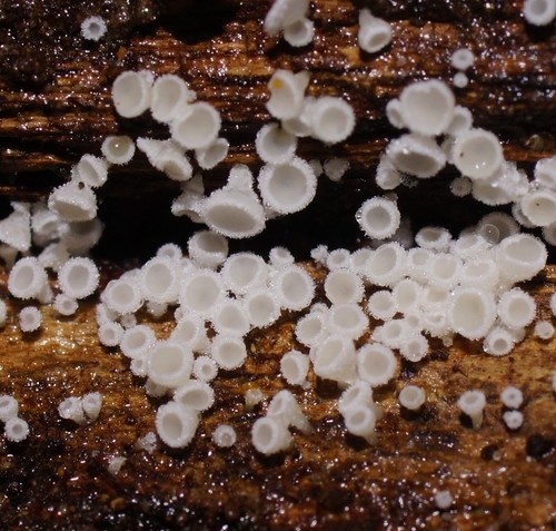 潔白粒毛盤菌 (Lachnum virgineum)