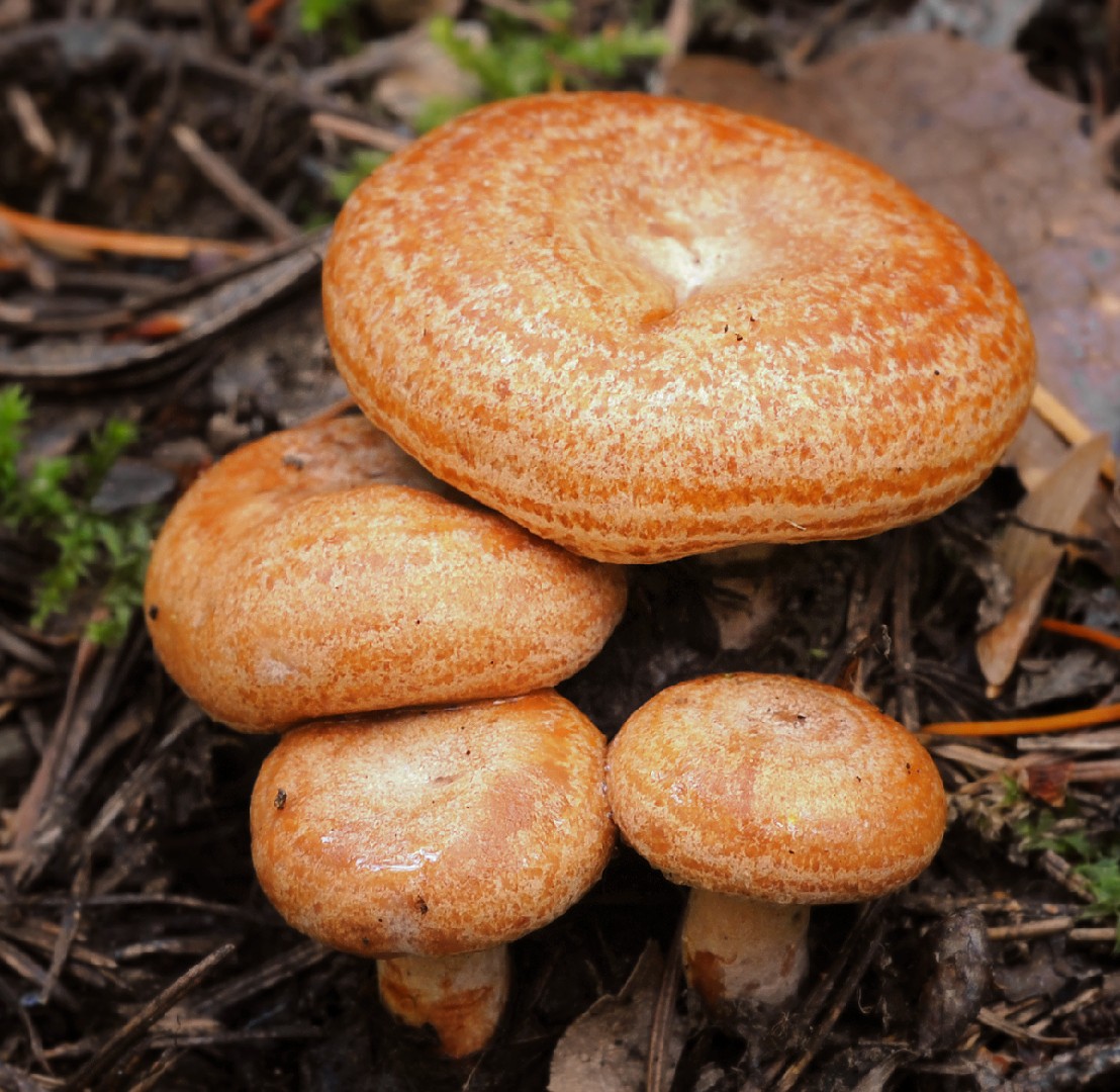 アカハツタケ（赤初茸） (Lactarius deliciosus)