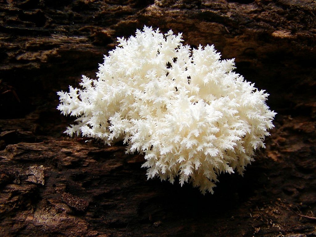 Hongo coral (Hericium coralloides)