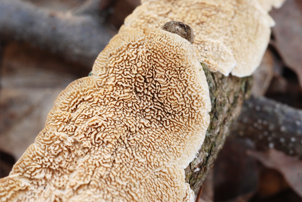 Milk-white toothed polypore