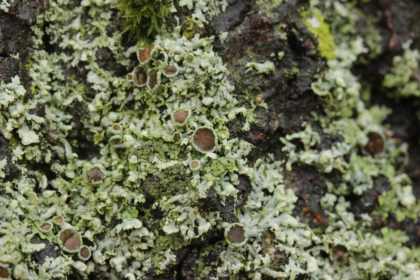 Fringed rosette lichen (Physcia tenella)