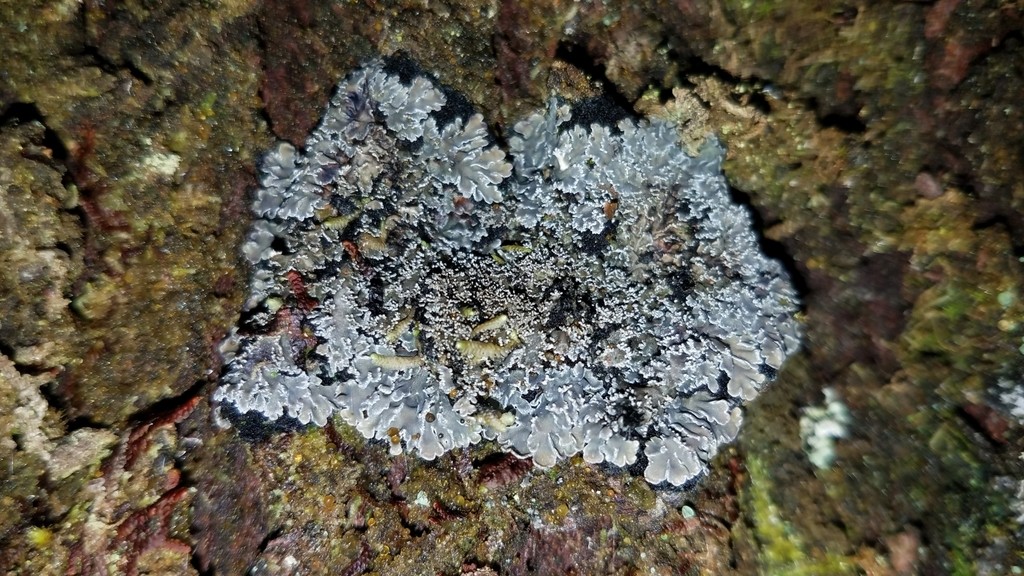 Tavares' matted lichen (Pannaria tavaresii)