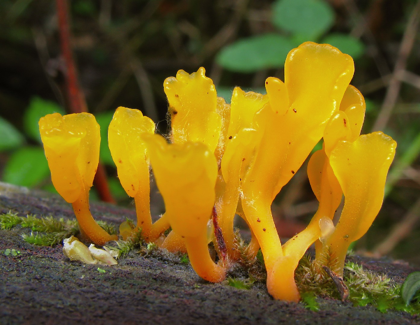 ツノマタタケ（角又茸） (Dacryopinax spathularia)