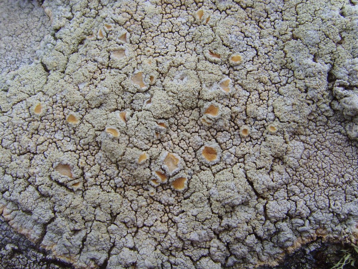 Powdery saucer lichen