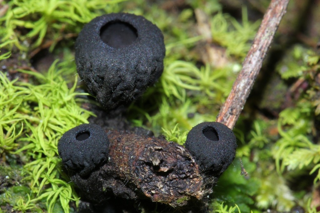 Plectania rhytidia