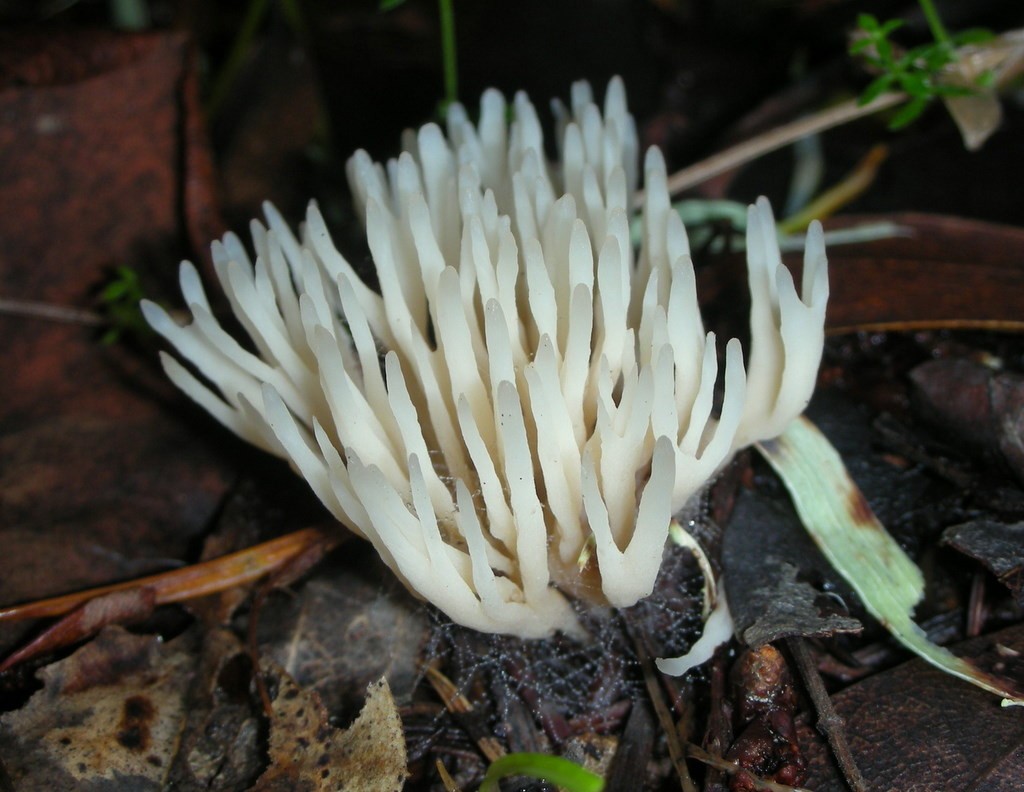 Tremellodendropsis (Tremellodendropsis)