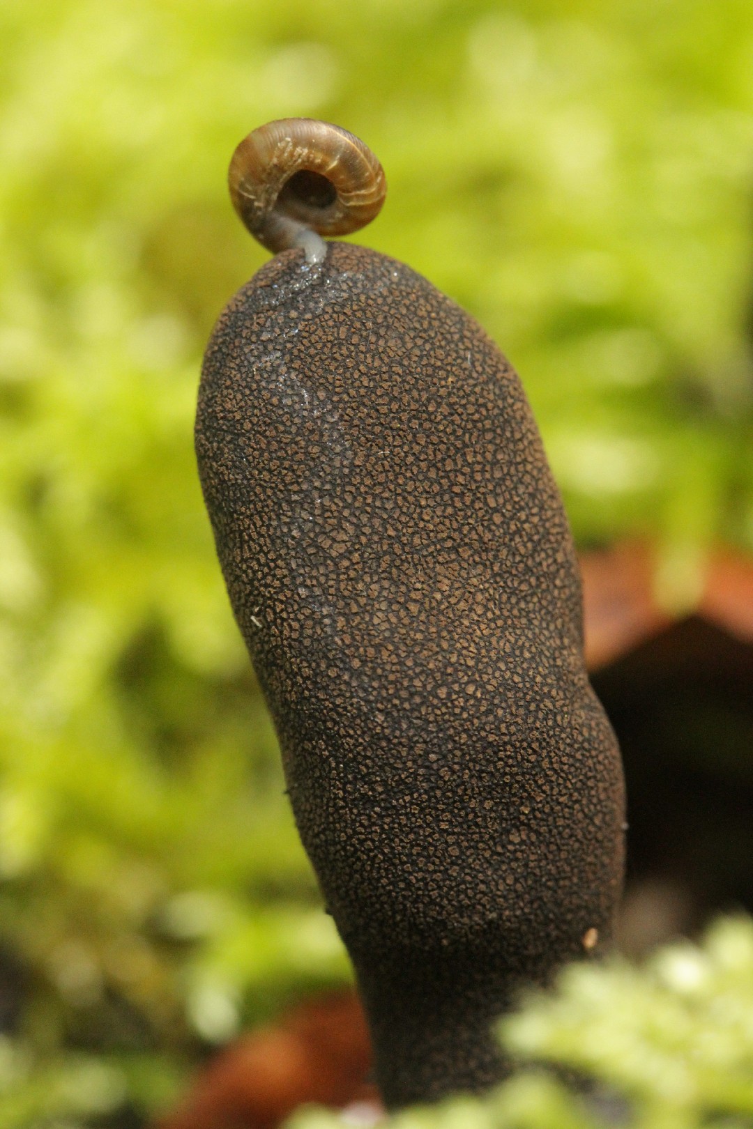 다형콩꼬투리버섯 (Xylaria polymorpha)