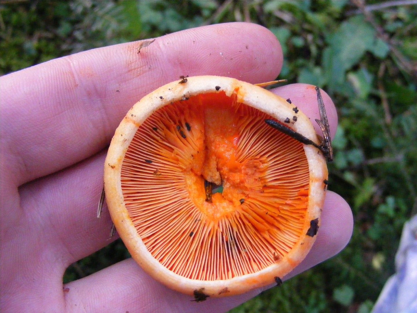 Lactarius semisanguifluus