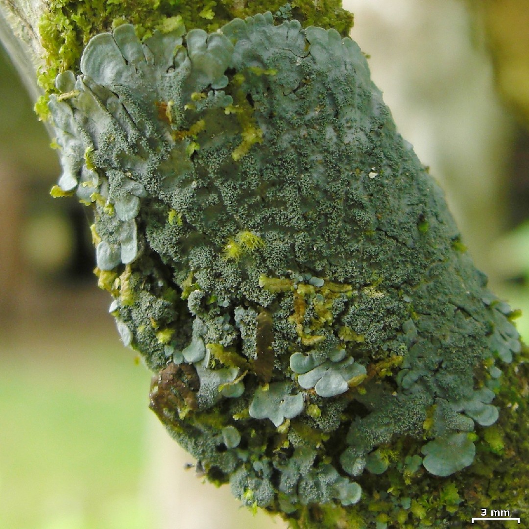 Coccocarpia lichen