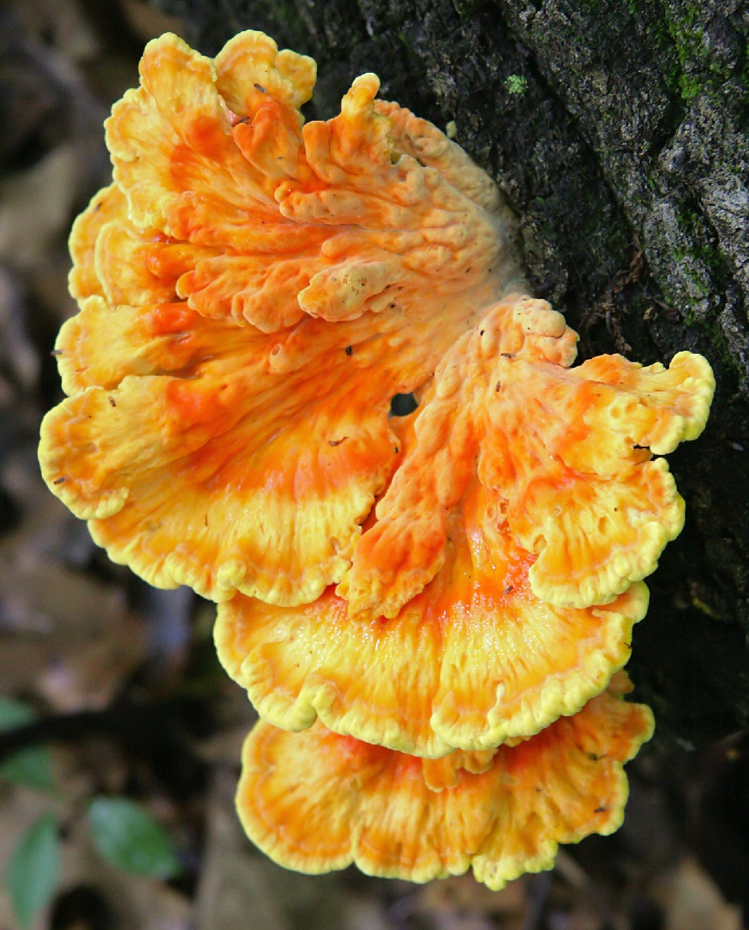 アイカワタケ (Laetiporus sulphureus)