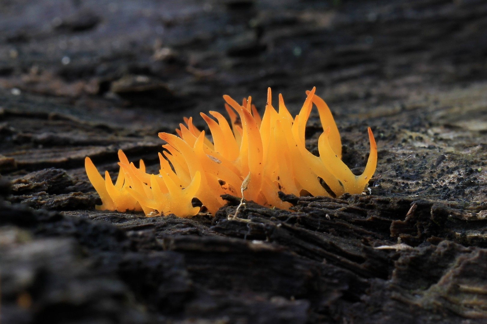 膠角耳屬 (Calocera)