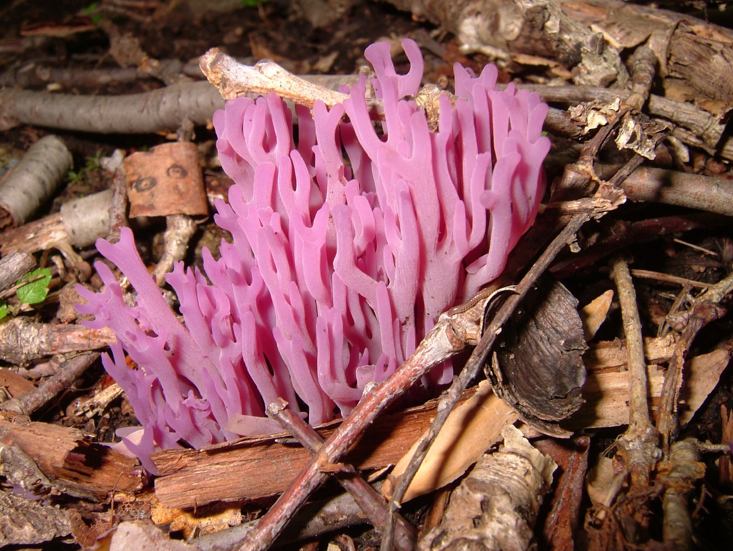 Violet coral (Clavaria zollingeri)