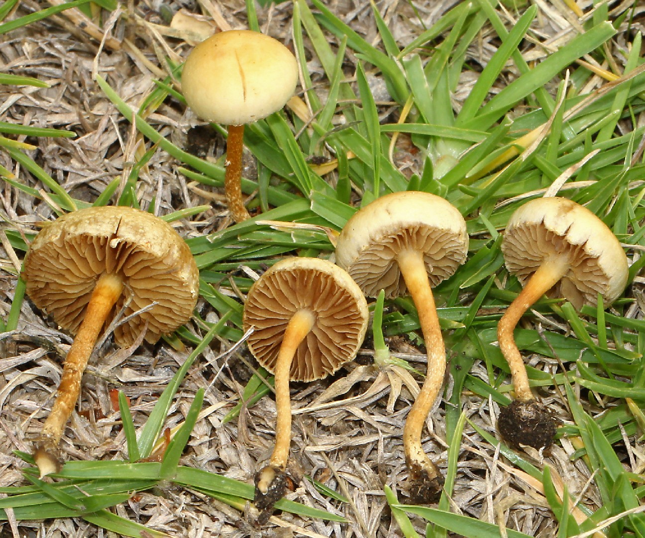 Raustieliger Ackerling (Agrocybe pediades)