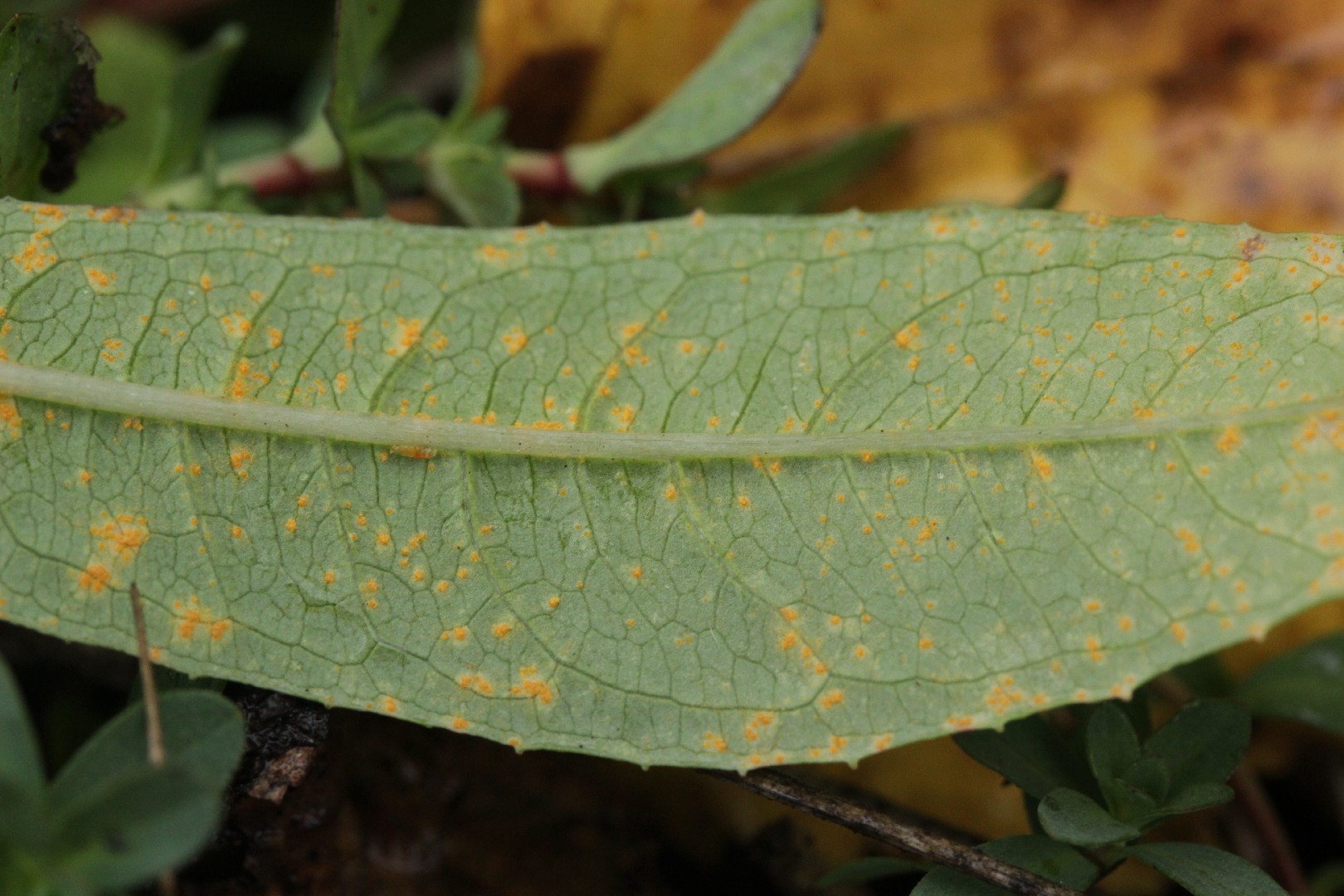 Rust of fuchsia (Pucciniastrum epilobii)