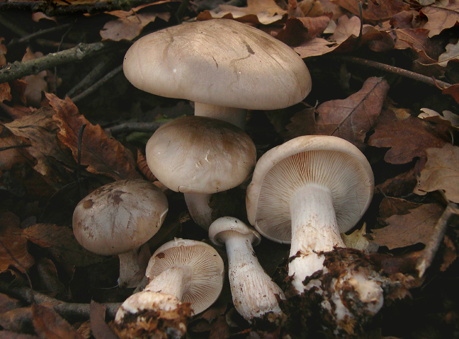 Clouded funnel (Clitocybe nebularis)