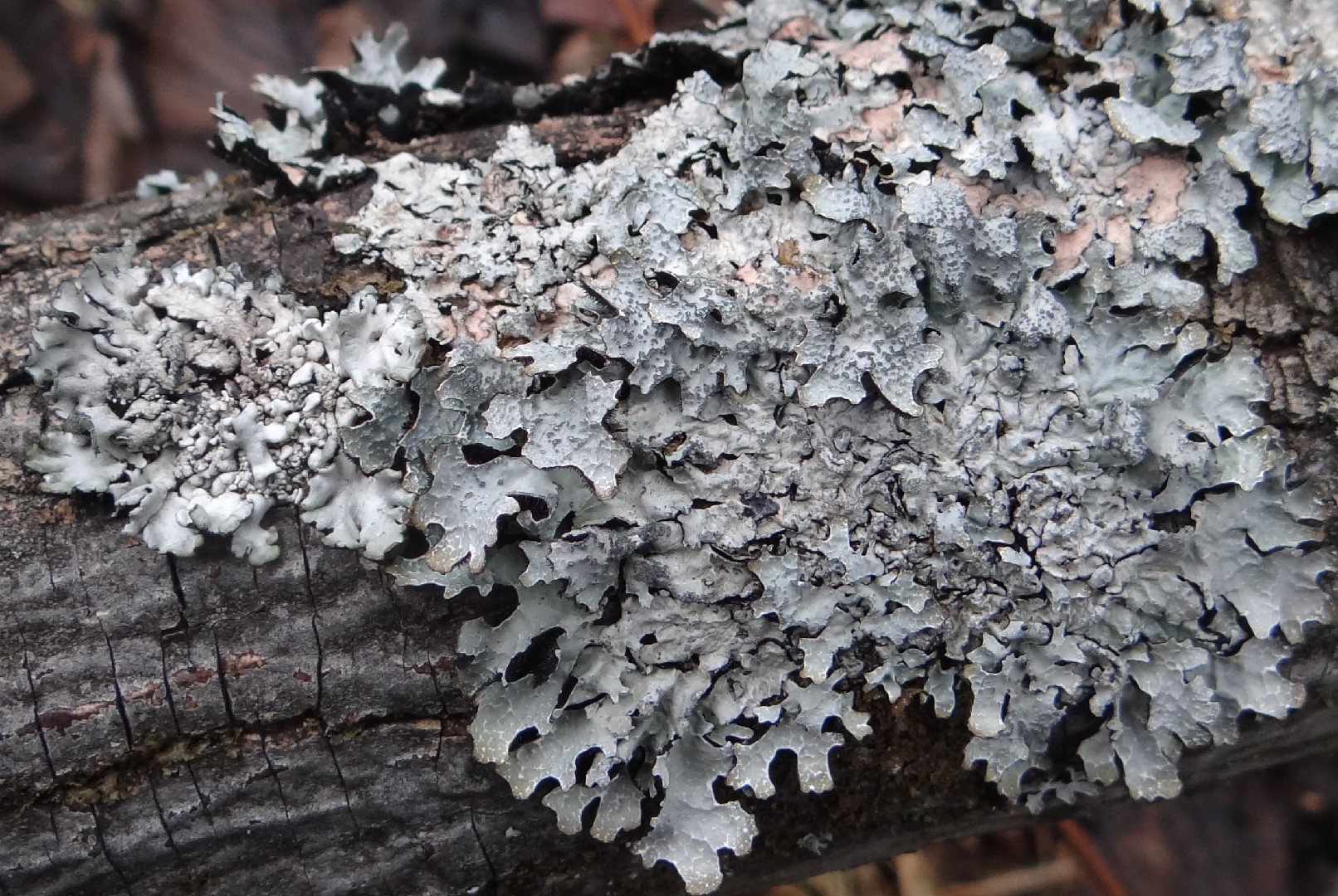 Hammered shield lichen (Parmelia sulcata)