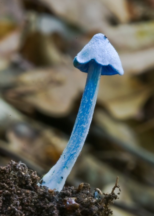 Blue entoloma (Entoloma hochstetteri)