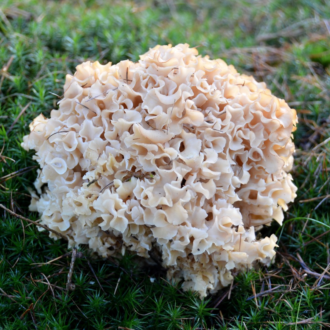 Cauliflower mushroom (Sparassis crispa)