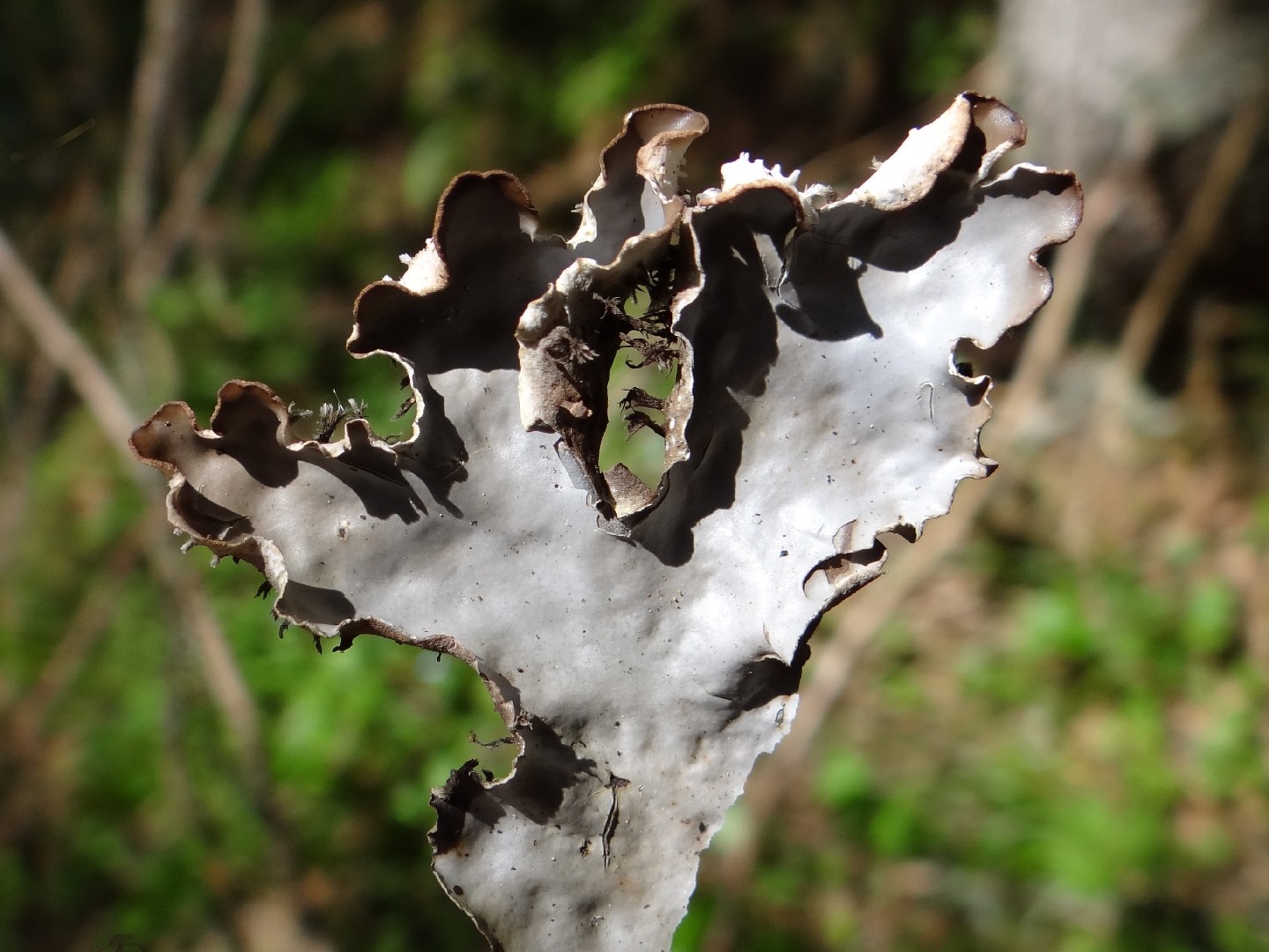 Felt lichen (Peltigera rufescens)