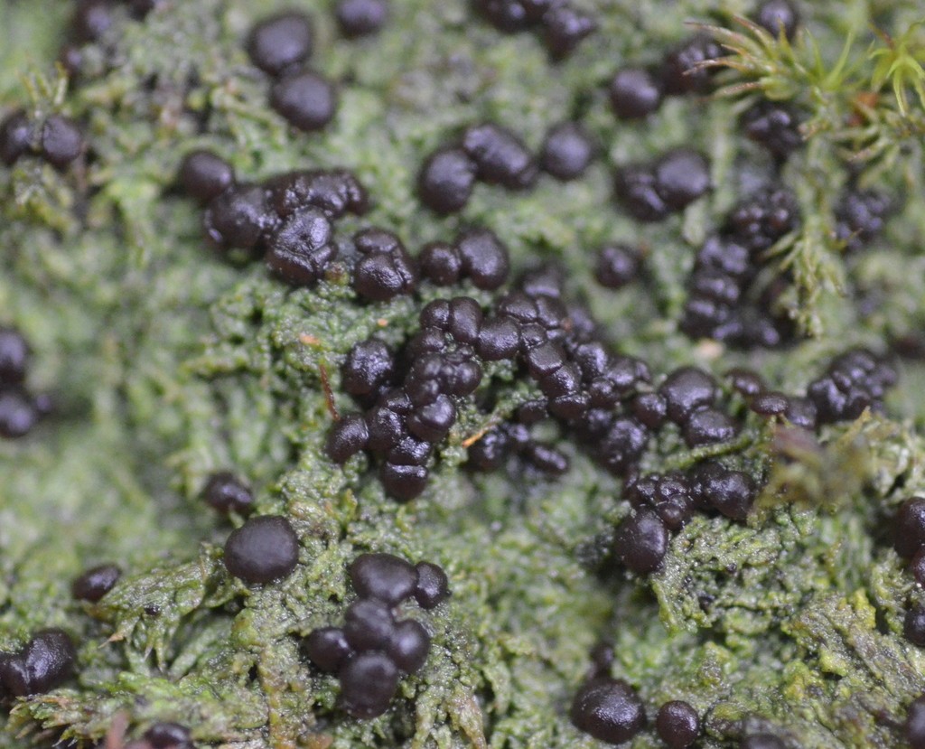 Mycobilimbia lichen (Mycobilimbia)