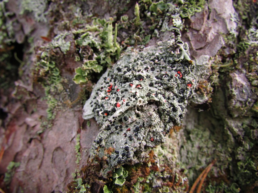 Bloody heart lichen (Mycoblastus sanguinarius)