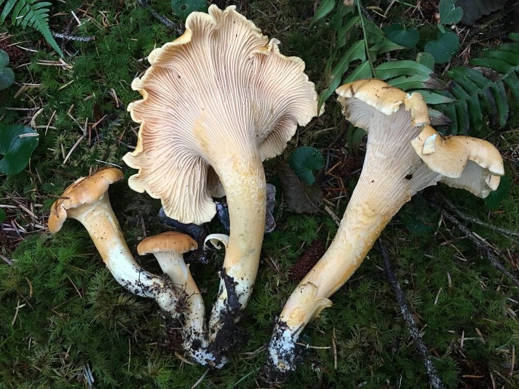 Pacific golden chanterelle (Cantharellus formosus)