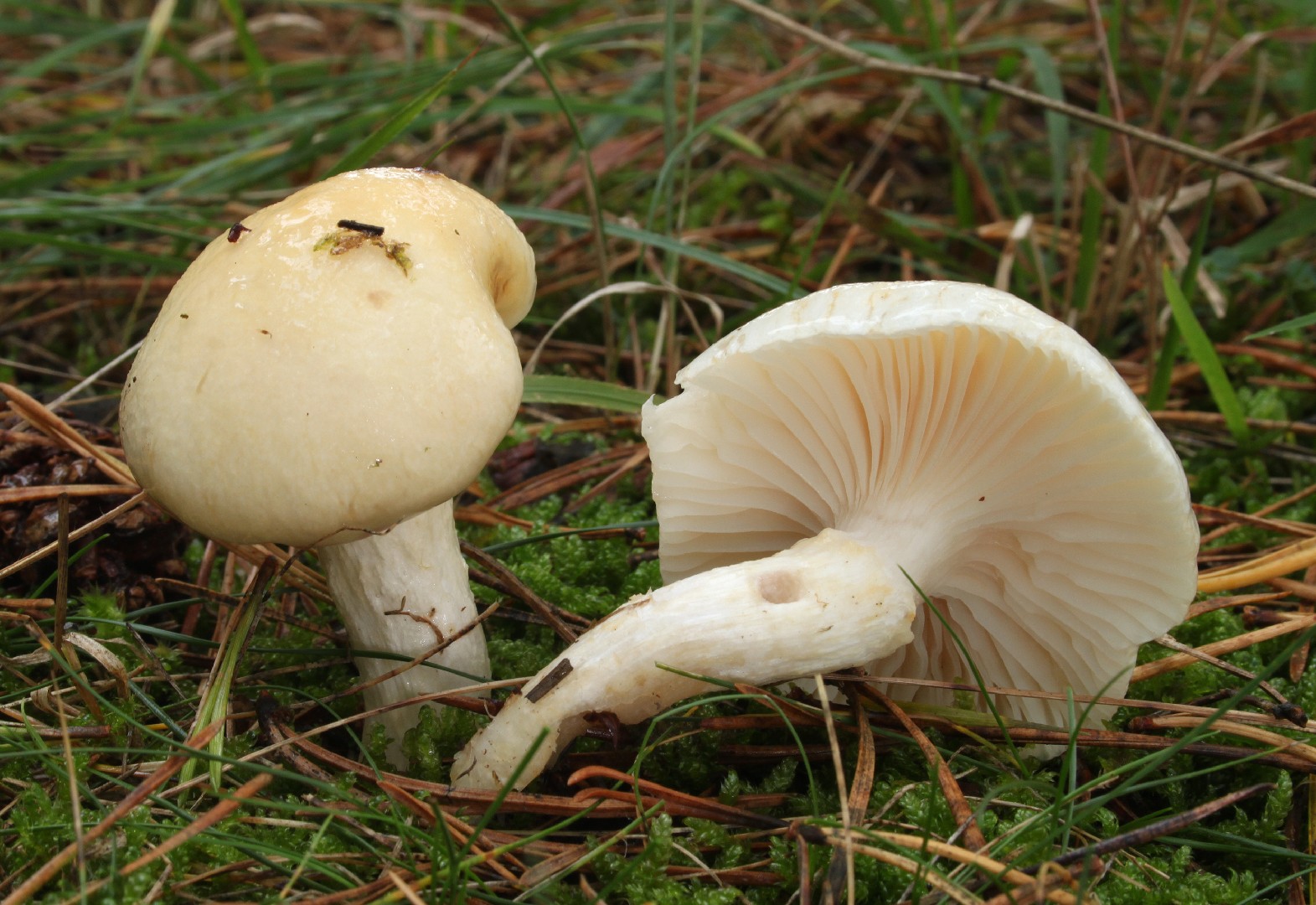 Hygrophorus penarius