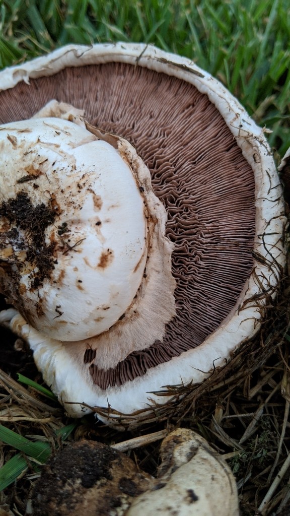 Agaricus litoralis