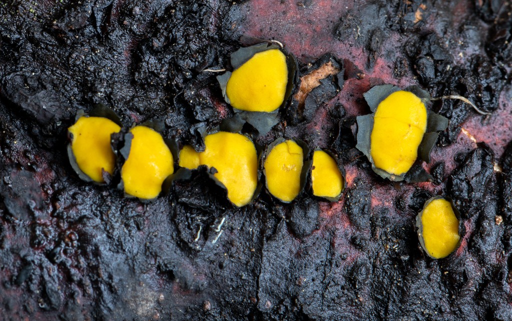 齒裂盤菌屬 (Coccomyces)