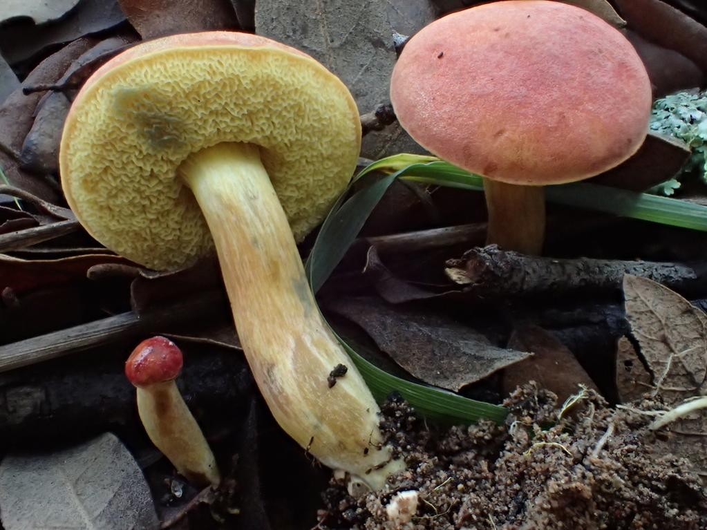 Hortiboletus (Hortiboletus)