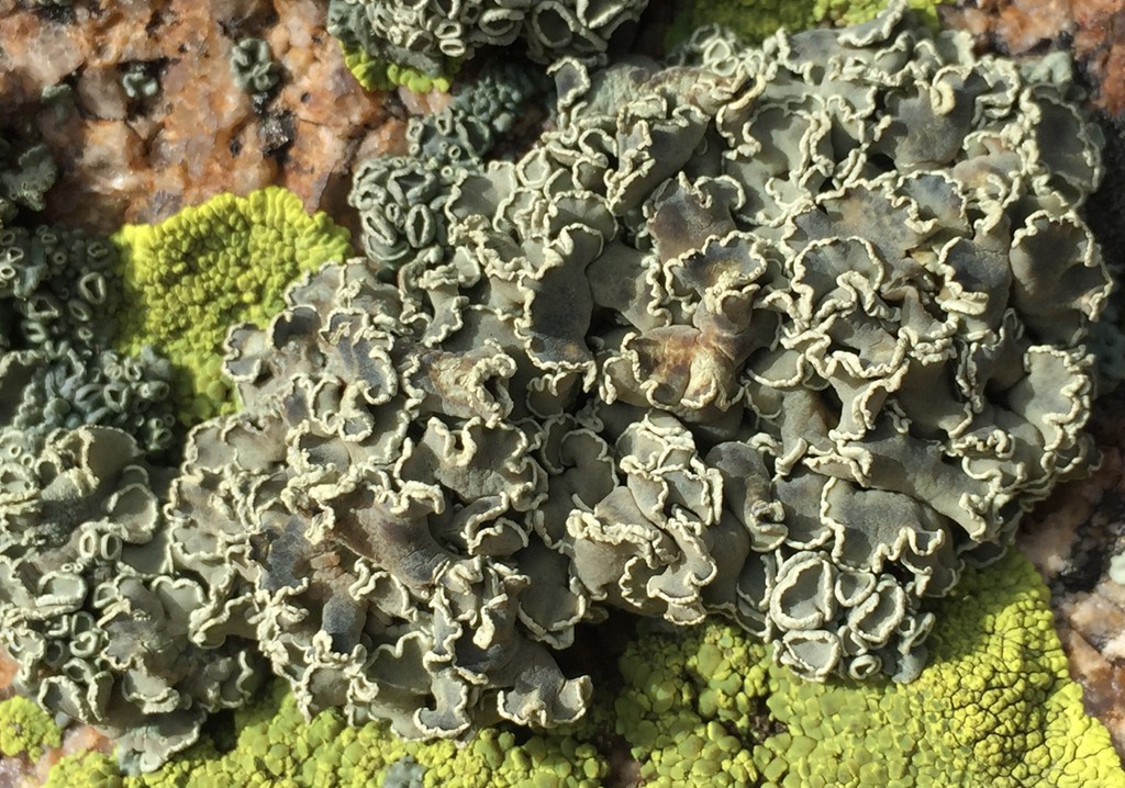 Tuckerman's fishscale lichen